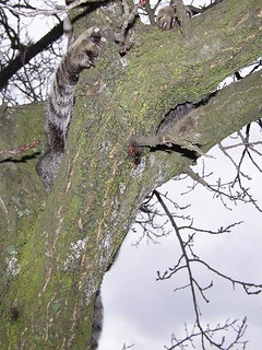 Cat's Claws on Tree