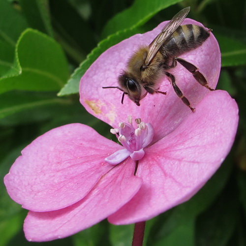 Wild bee on hydrangea flower