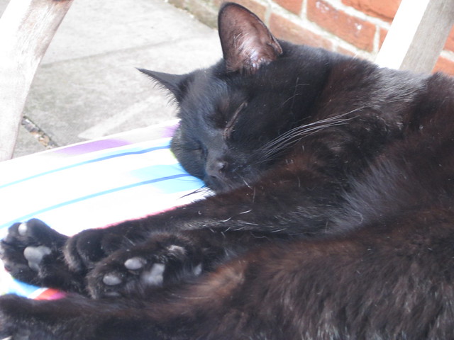 Flo snoozing in the sunshine (1)