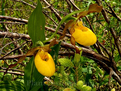 ladyslippers pair