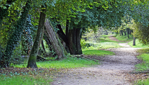 park france tree nature canon landscape path reserve paysage sentiero albero parc sentier chemin aquitaine gironde begles bègles mussonville