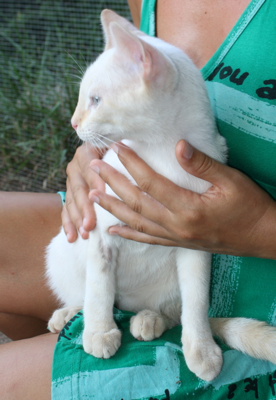 Irving, gatito Siamés Cream Point cariñosón nacido en Marzo´14 en adopción. Valencia. ADOPTADO. 14886080312_b9a7a42494_c