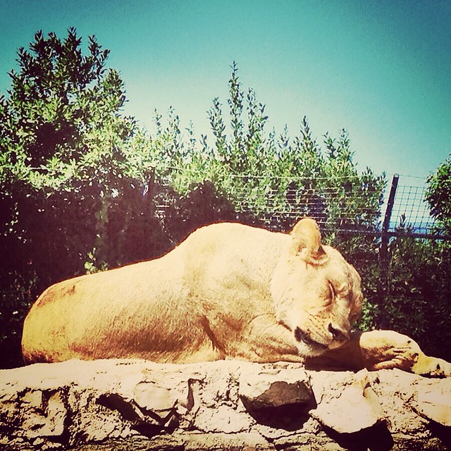 Every Zoo Has a Golden Lioness