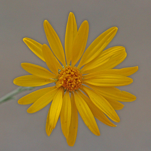 flower snowlake nm wildflower asteraceae 2014 asterales asterids goldenweed catronco xanthisma cutleafgoldenweed xanthismapinnatifida