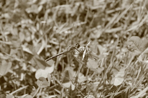 nature sepia dragonfly maine monochromatic charleston august27