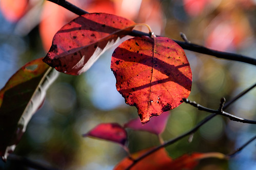 autumn leaves fallcolors red branches shadows fujifilmxe2 fujinonxf18135mmf3556rlmoiswr mountmccloud tennessee
