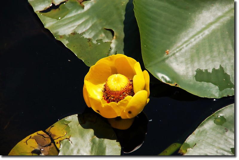 Yellow Pond Lily 1