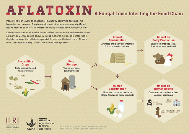 ILRI aflatoxin infographic