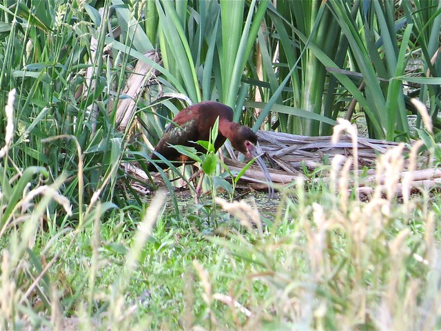 White-faced Ibis at Emiquon National Wildlife Refuge in Fulton County, IL 07