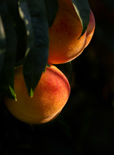 trees fruit peaches agriculture orchards sacramentovalley sacramentovalleypeaches