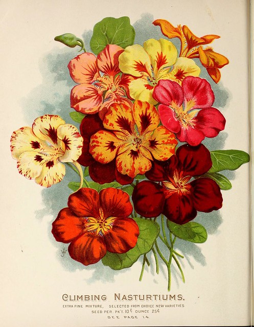Nasturtium, climbing. Vick's Garden and Floral Guide (189… | Flickr ...