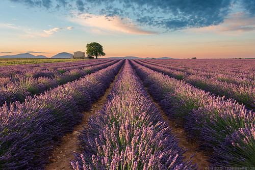 Colors of Valensole