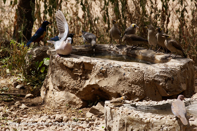 Hildebrandt's Starling,African Mourning Dove,Wattled Starling,Speckle-fronted Weaver
