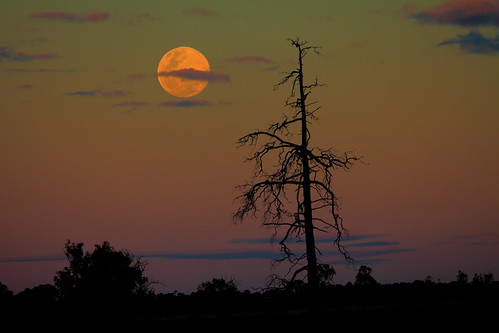 sunset sky cloud moon tree dubbo