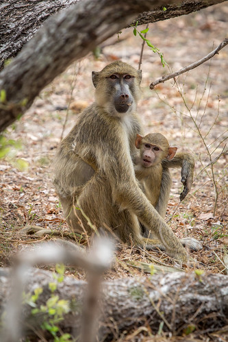 africa animals tanzania monkey safari monkeys baboon baboons selous