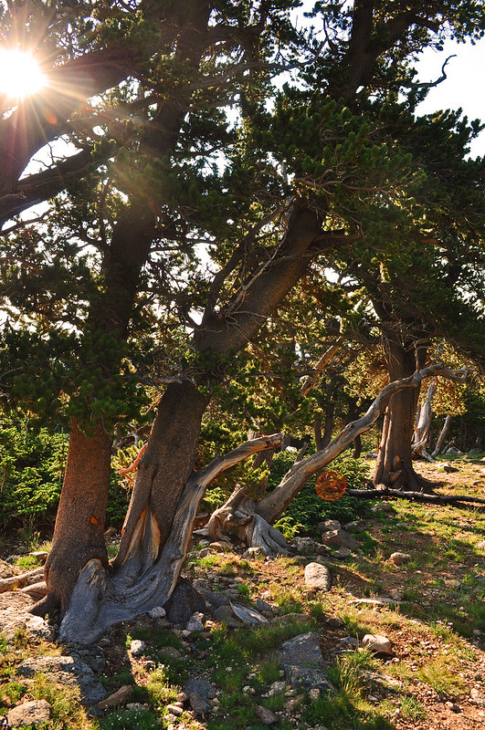 Pinus aristata - Mt. Goliath Natural Area (2)