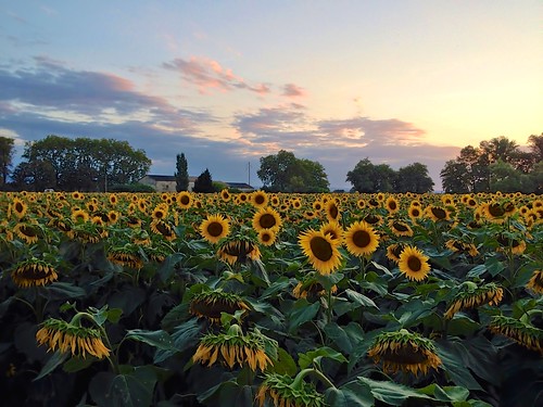 sunset france sunflowers goldenhour iphone