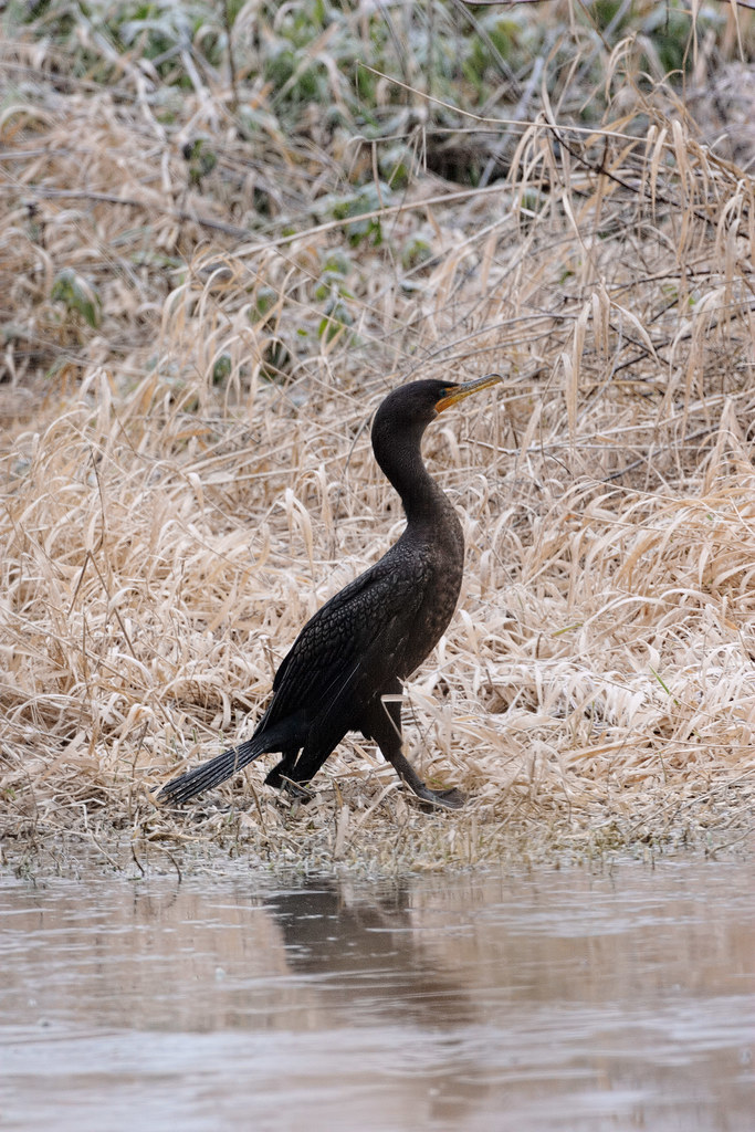 A double-crested cormorant walks beside a frozen Bower Slough