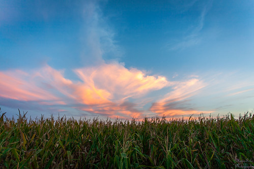 sunset sky field corn cornfield kansas 5d