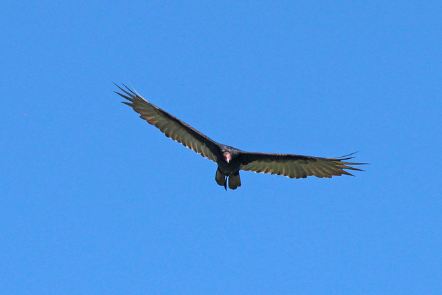 Turkey Vulture (1)