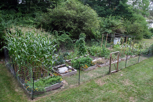 garden before cleanup 9508