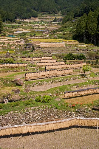 One scene of "tanada" (terraced rice fields) of Yotsuya(Shinshiro).