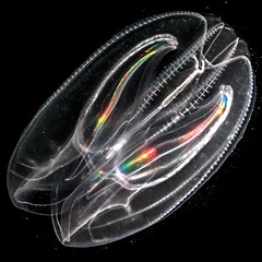 Ctenophores-
Tentaculata
Nuda