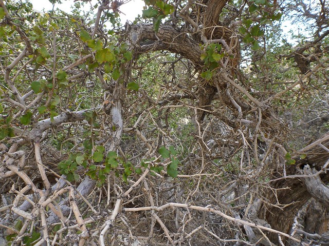 palmer oak