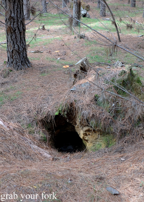 Fox burrow in Belanglo State Forest