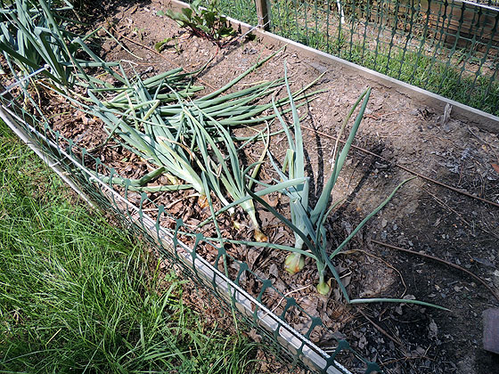 harvesting-and-storing-onions-02