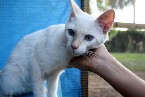 Irving, gatito Siamés Cream Point cariñosón nacido en Marzo´14 en adopción. Valencia. ADOPTADO. 14699731020_c6d07be9c5