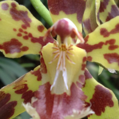 red orchid yellow outoffocus orchidfarm