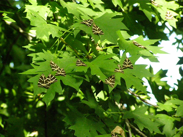 Πεταλούδες Panaxia quadripunctaria στη Ψίνθο !