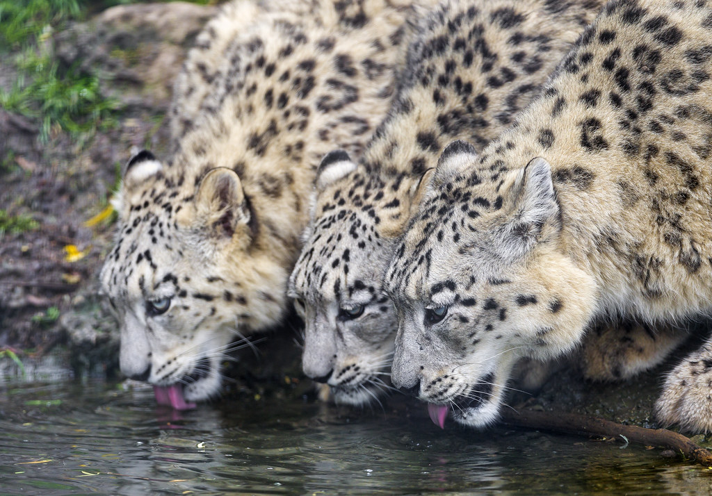 Three snow leopards drinking together