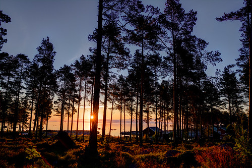 trees summer sun sol sunrise dawn golden coast sweden schweden flare sverige sommar soluppgång östersjön hälsingland lakbäck