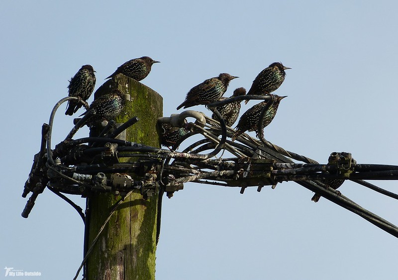 P1080670 - Starlings, Penclawdd