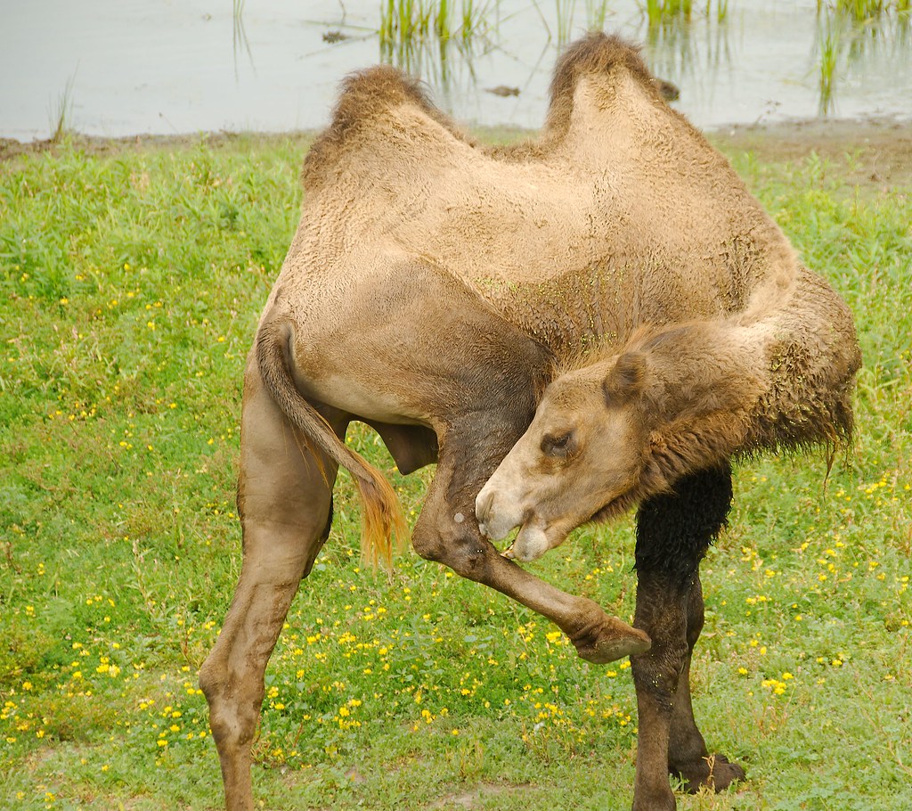 Bactrian camel (Camelus bactrianus)_6