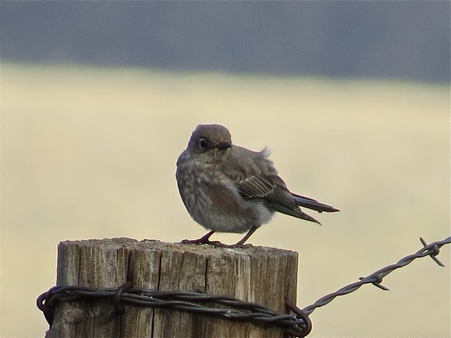 Mountain Bluebird at the Wind River Indian Reservation in Fremont County, Wyoming 01
