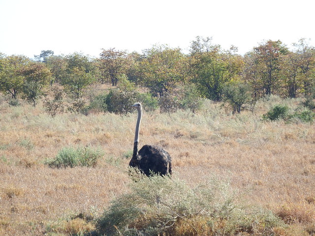 Letaba Y Visita A Mopani + Olifants - Sudáfrica 2014: Ballenas Y 8 Días En Kruger (4)