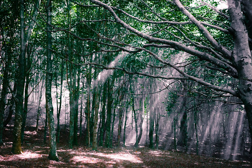 italy nature forest campania natura benevento bosco foresta taburno sannio