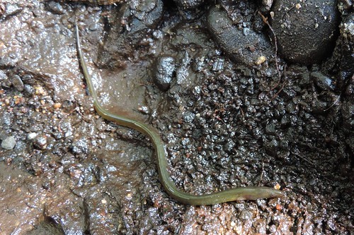 Young fgreshwater eel
