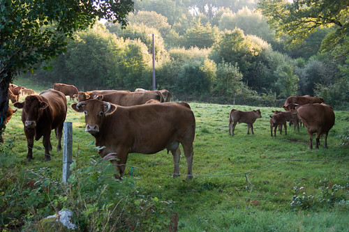 Cattle Limousins