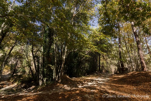 forest grade woods trees colours autumn leaves road roadtrip landscapephotography landscape canonphotography canonusers canon t3i tokina 1116mm f28 dxii polarize hoyafilters outdoor paphos cyprus