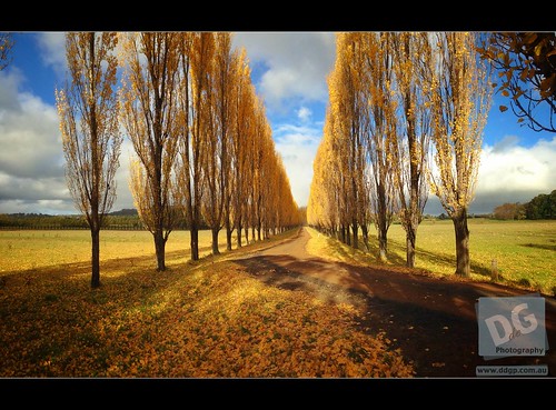blue autumn trees leaves gold poplar australia driveway nsw newsouthwales glencoe newenglandtablelands