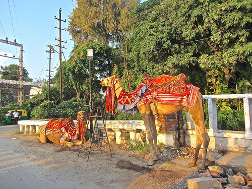 camels in Udaipur