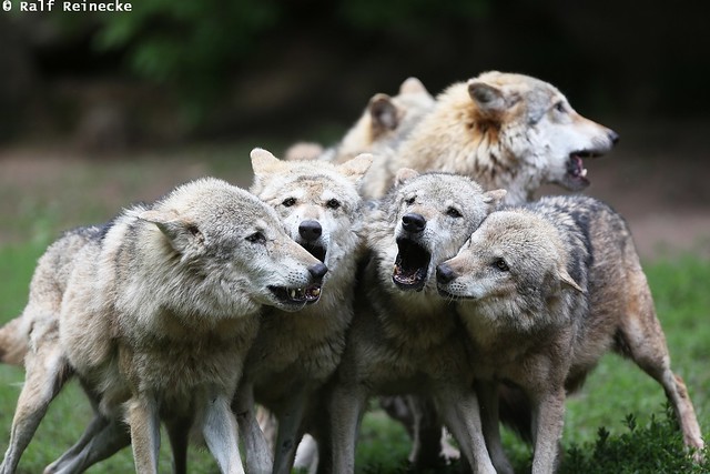 Pack and Individual Behavior of Wolves - May 2014 02