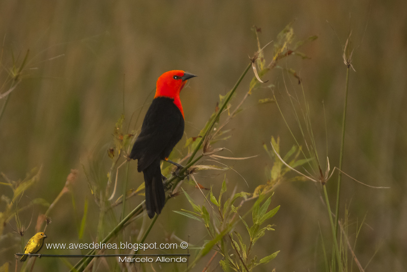 Federal (Scarlet-headed blackbird) Amblyramphus holosericeus