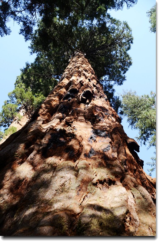 Giant sequoias along Round Meadow 5