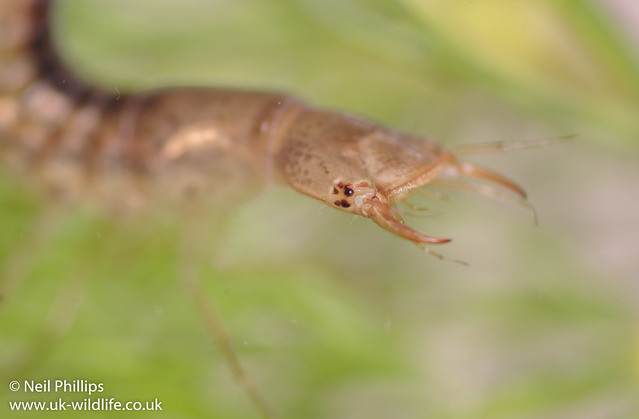 great diving beetle larva close ups