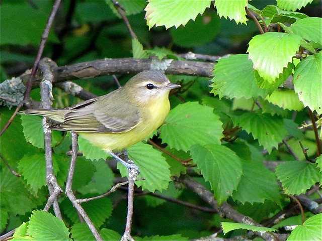Philadelphia Vireo at Ewing Park in McLean County, IL 01